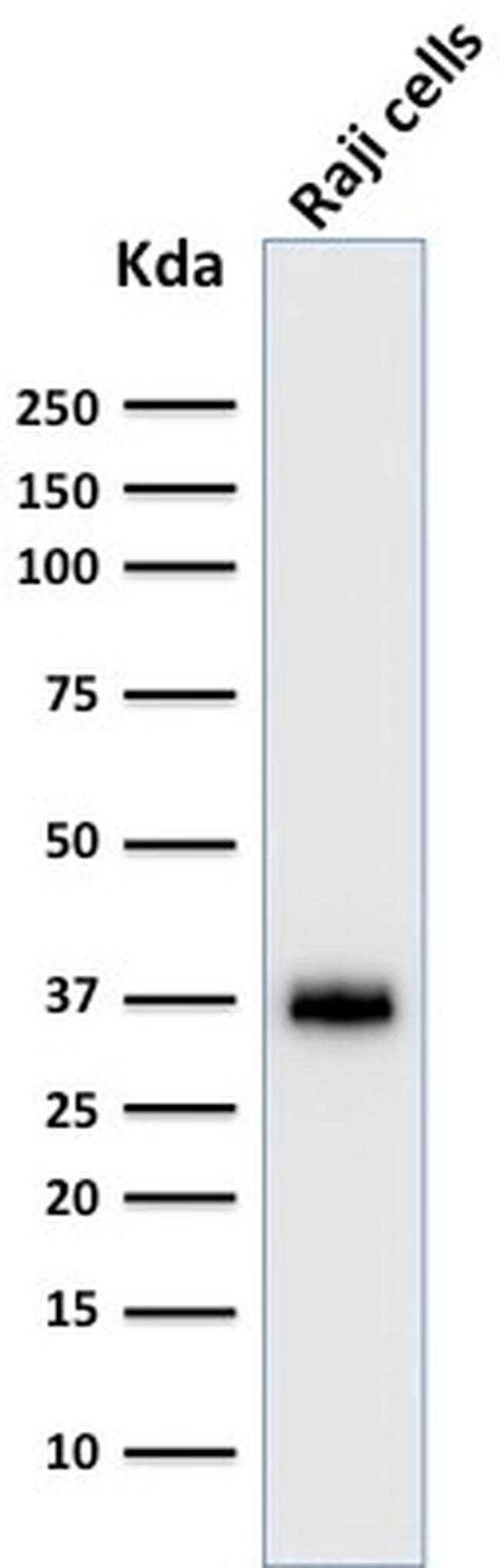 BOB.1 Antibody in Western Blot (WB)