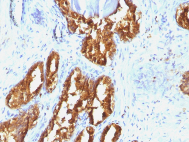 Prostate Specific Acid Phosphatase (PSAP) Antibody in Immunohistochemistry (Paraffin) (IHC (P))