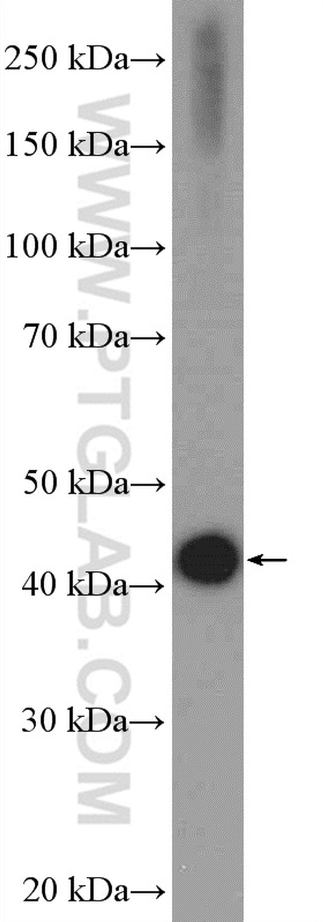 HTRA1 Antibody in Western Blot (WB)