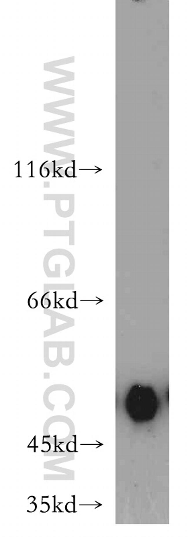 MAF Antibody in Western Blot (WB)