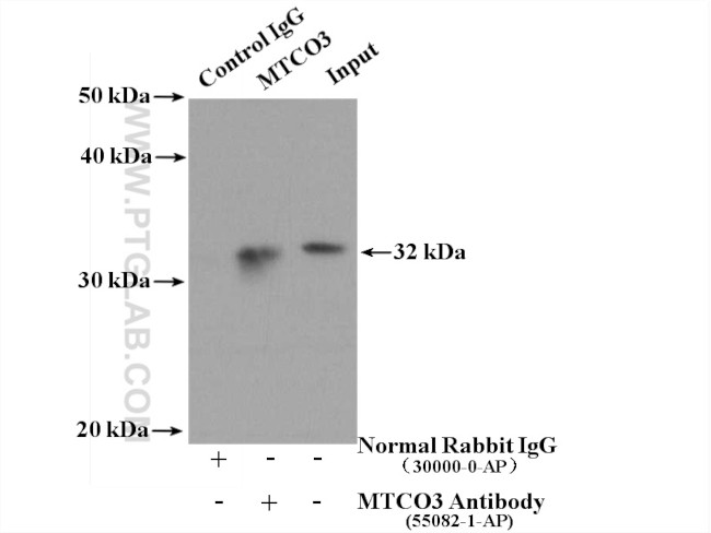 MTCO3 Antibody in Immunoprecipitation (IP)