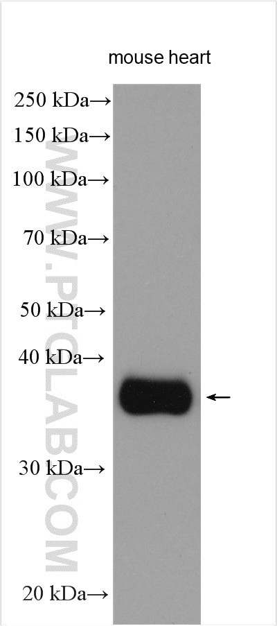 WNT5A/B Antibody in Western Blot (WB)