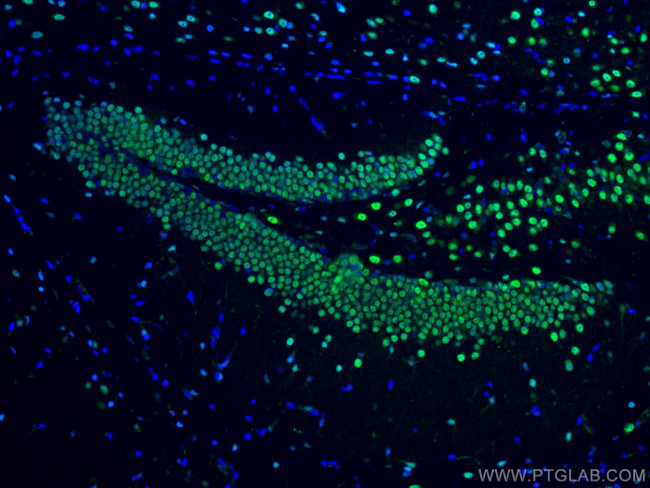 PTBP2 Antibody in Immunohistochemistry (PFA fixed) (IHC (PFA))