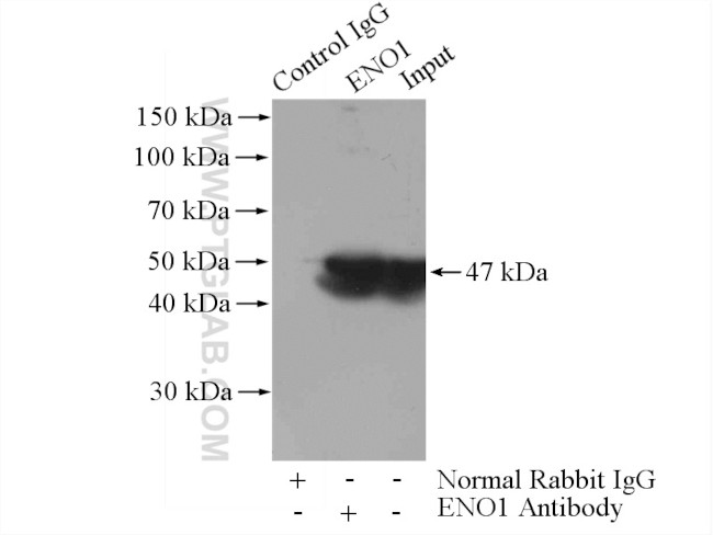 ENO1 Antibody in Immunoprecipitation (IP)