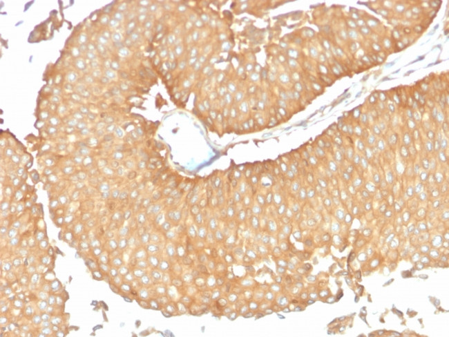 Calcineurin A/PPP3CA Antibody in Immunohistochemistry (Paraffin) (IHC (P))