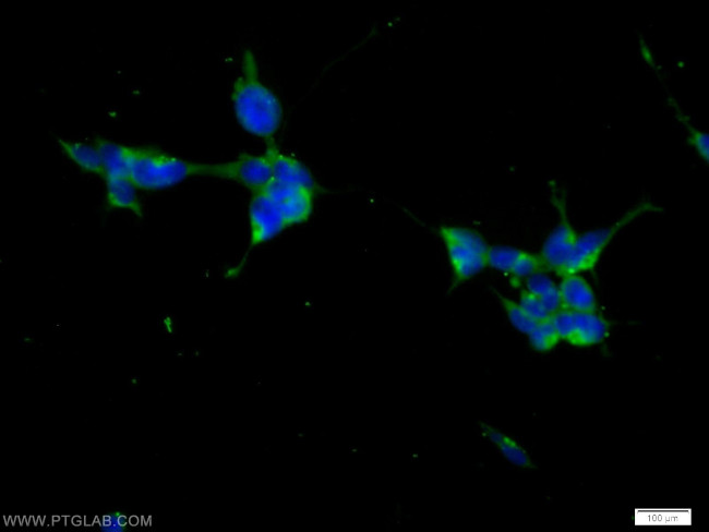 KIF15 Antibody in Immunocytochemistry (ICC/IF)