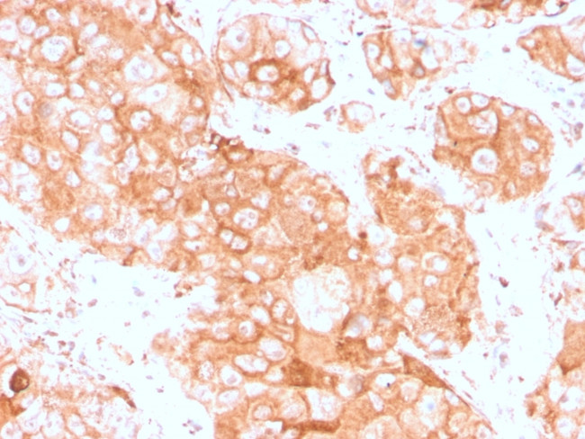 Prolactin Receptor (hPRL Receptor) Antibody in Immunohistochemistry (Paraffin) (IHC (P))