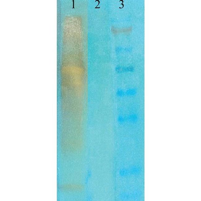 Acetylated Lysine Antibody in Western Blot (WB)