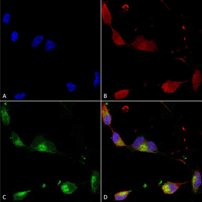 Shank2 Antibody in Immunocytochemistry (ICC/IF)