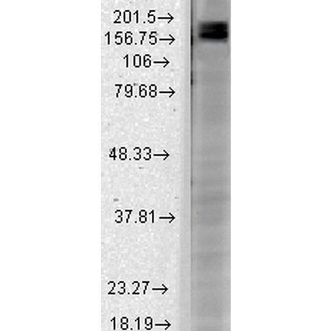 Shank2 Antibody in Western Blot (WB)