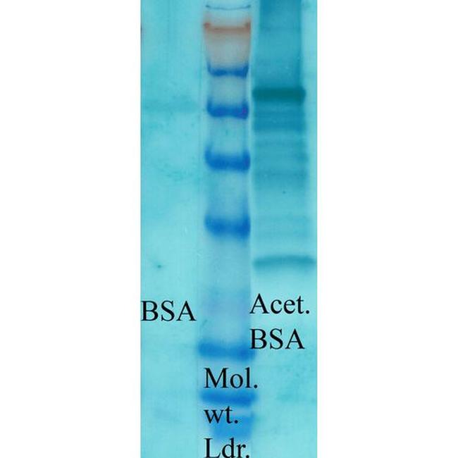 Acetylated Lysine Antibody in Western Blot (WB)