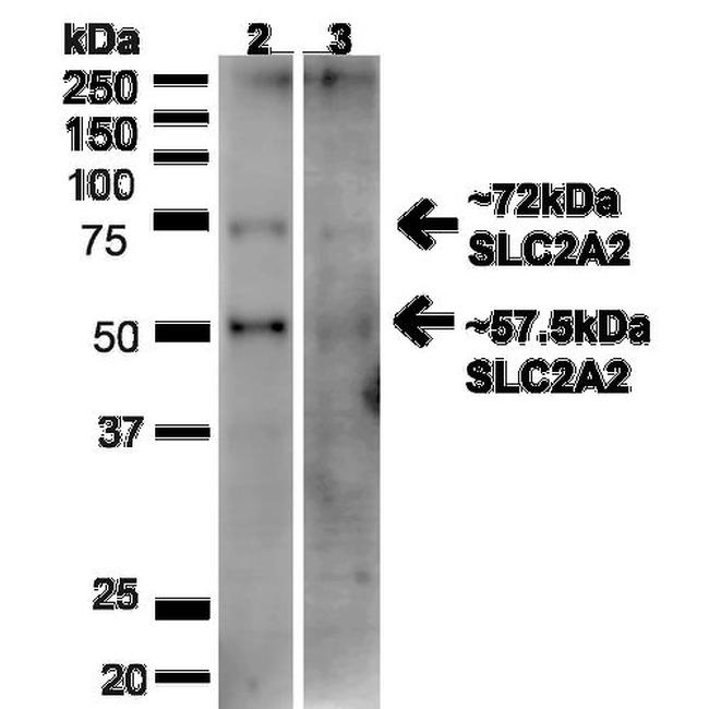 Glucose transporter 2 Antibody in Western Blot (WB)