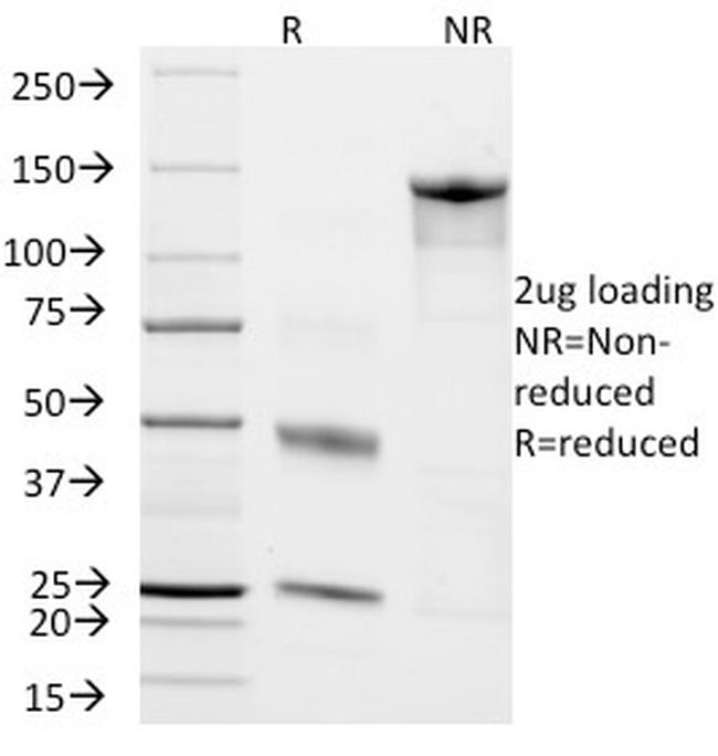 CD45RO Antibody in SDS-PAGE (SDS-PAGE)