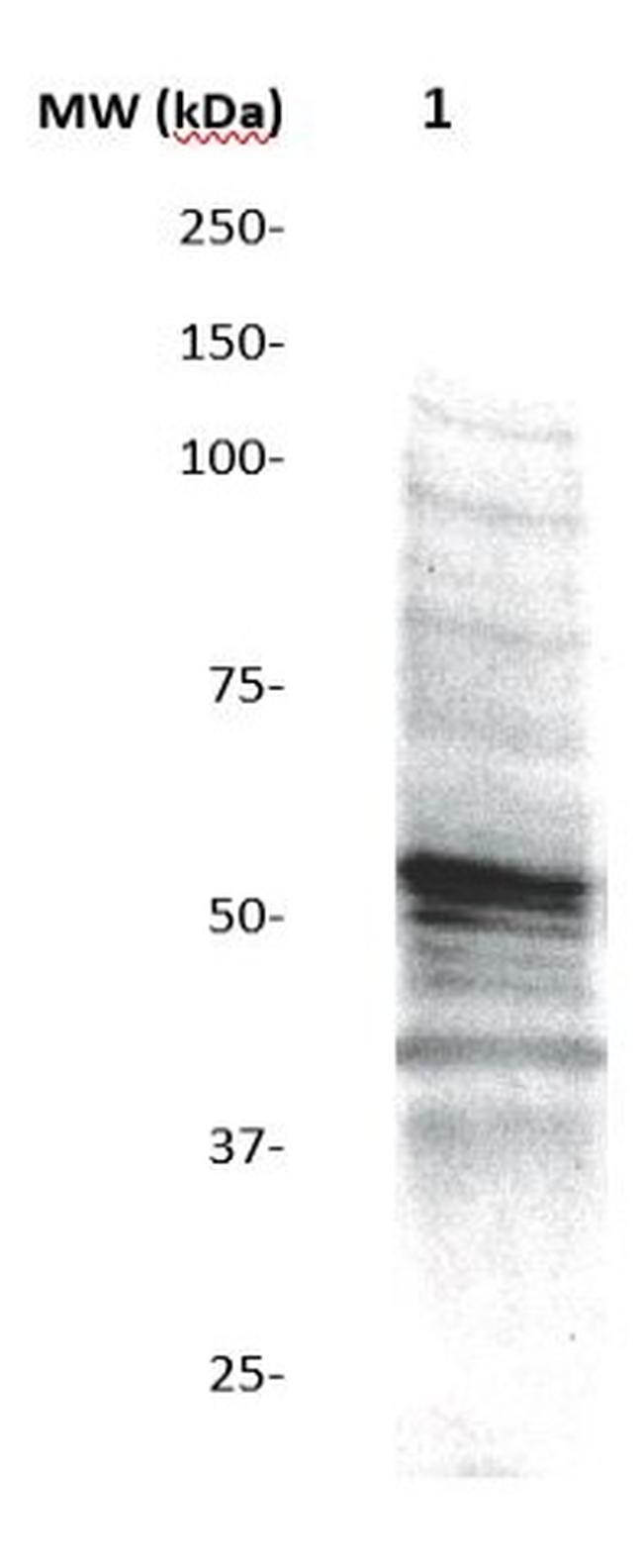 GSK3b Antibody in Western Blot (WB)