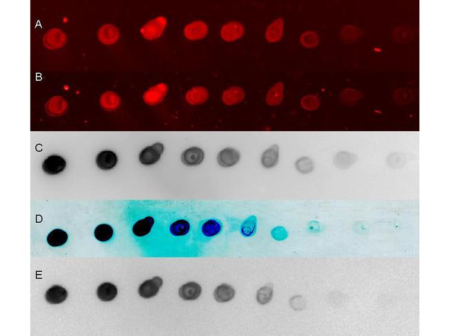 Human Serum Albumin Antibody in Dot Blot (DB)