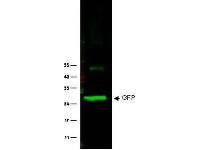 GFP Antibody in Western Blot (WB)