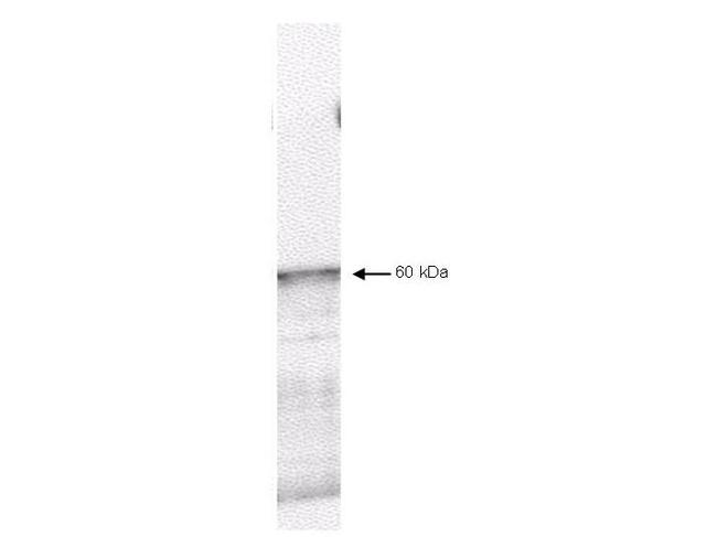 PDK1 Antibody in Western Blot (WB)