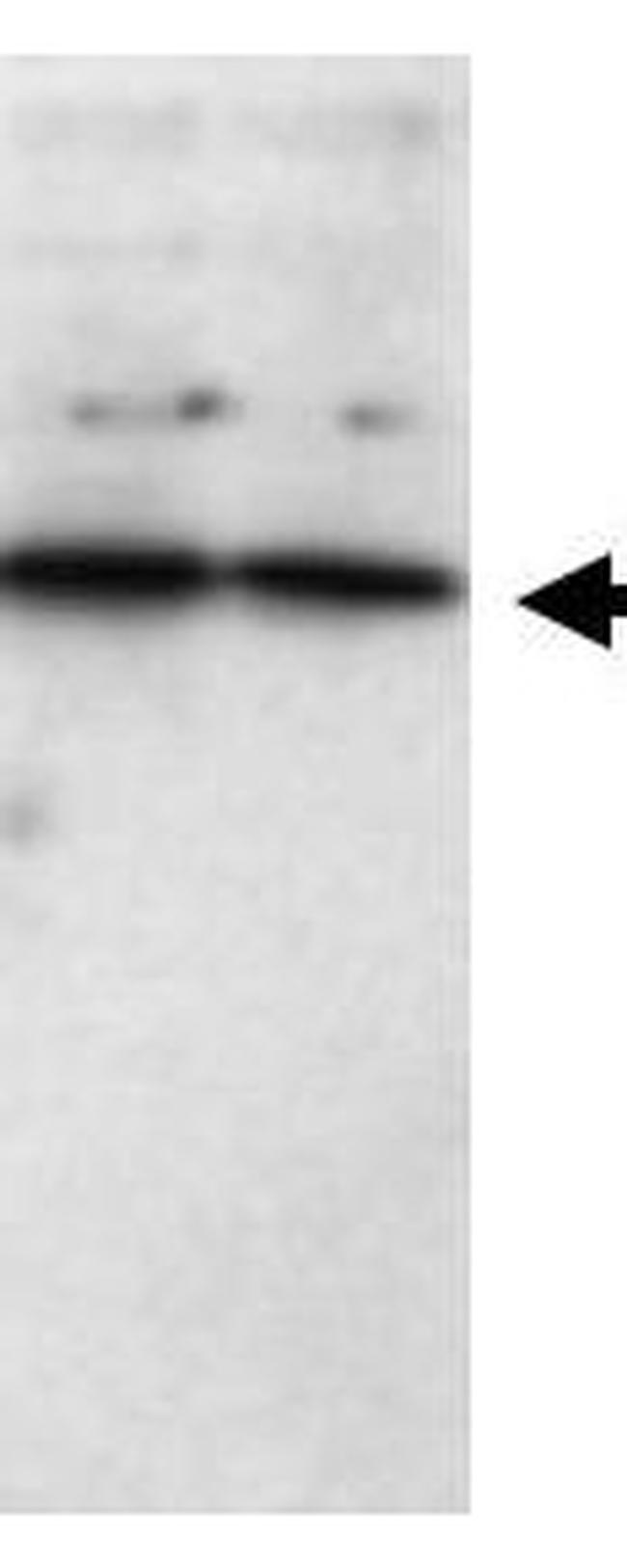 SFRP1 Antibody in Western Blot (WB)