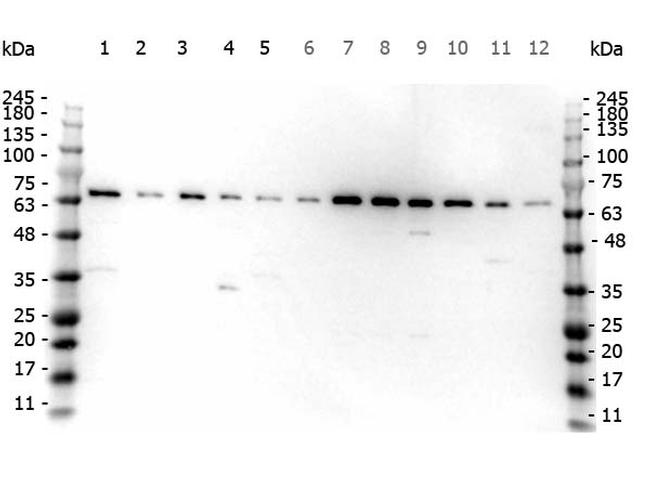 FANCG Antibody in Western Blot (WB)