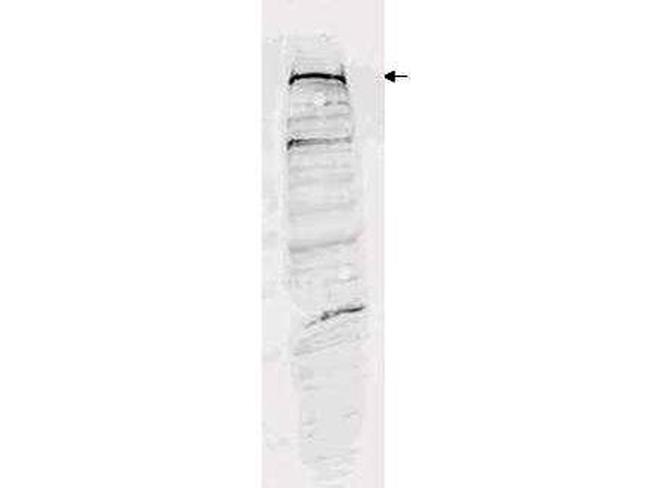 ESET Antibody in Western Blot (WB)