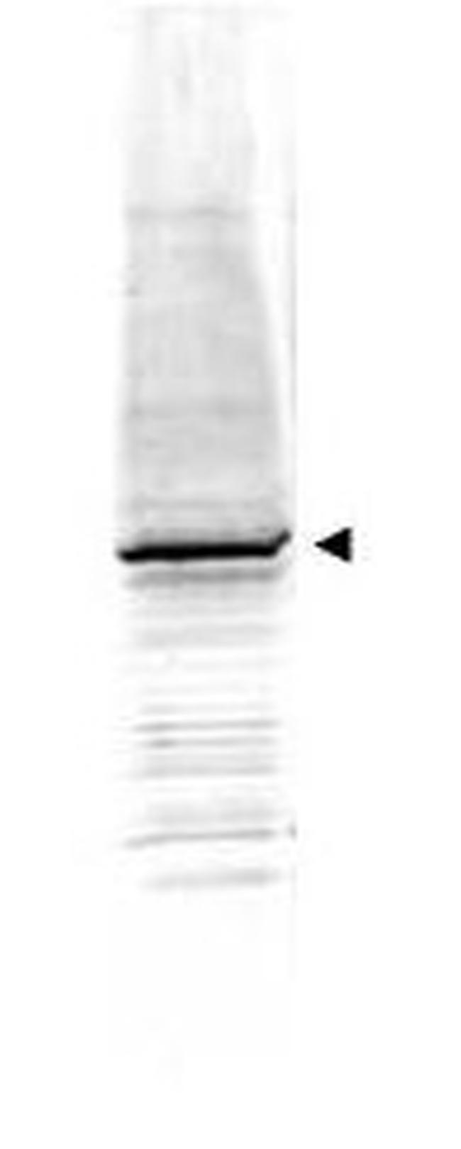 EGR-1 Antibody in Western Blot (WB)