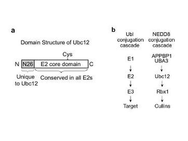 UBC12 Antibody