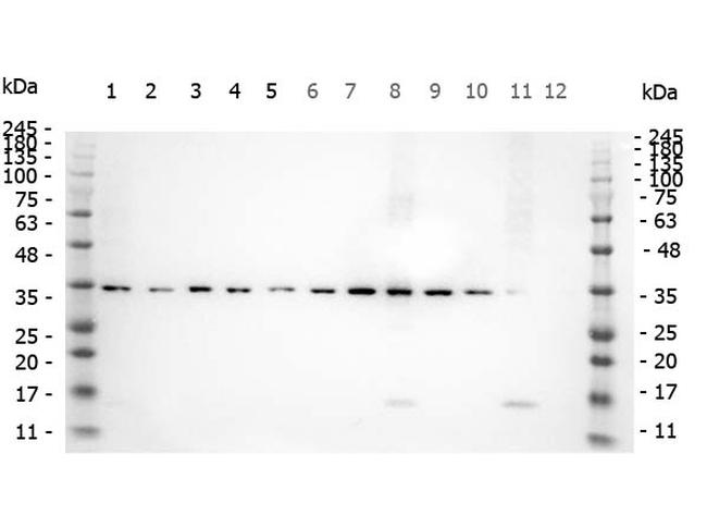 Phospho-SMAD3 (Ser423, Ser425) Antibody in Western Blot (WB)