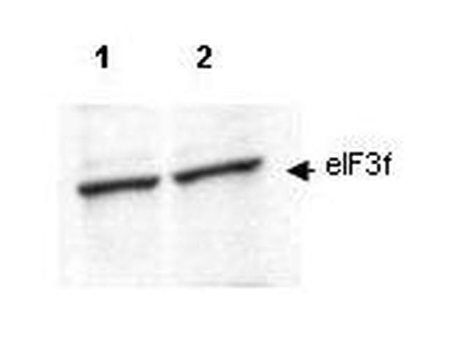 EIF3F Antibody in Western Blot (WB)