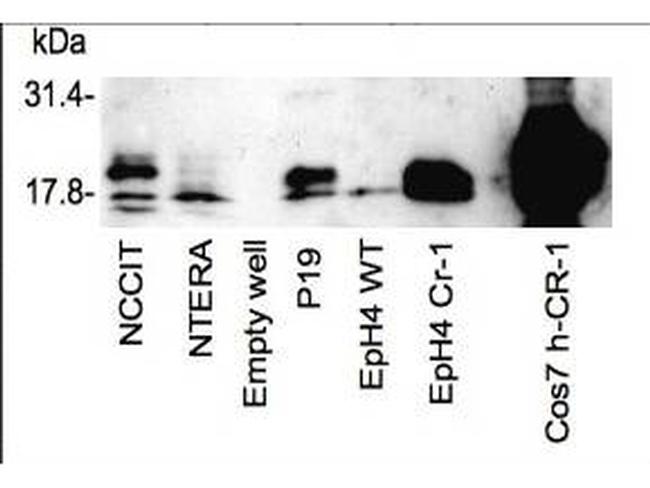 Cripto-1 TDGF1 Antibody in Western Blot (WB)