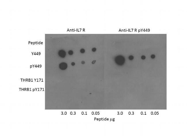 IL-7 Receptor alpha Chain Antibody in Dot Blot (DB)