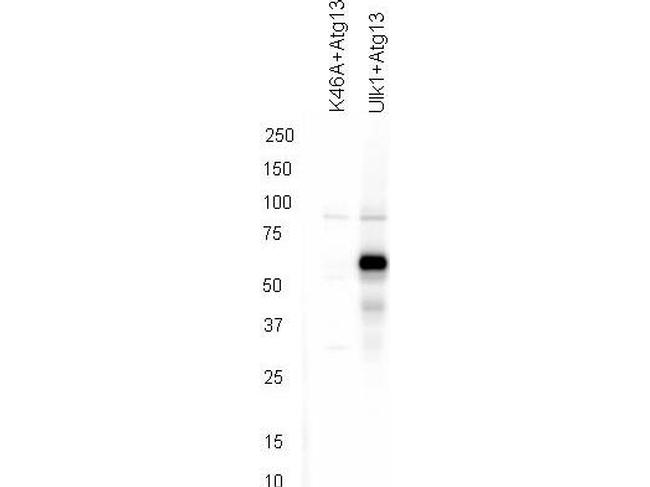 Phospho-ATG13 (Ser318) Antibody in Western Blot (WB)