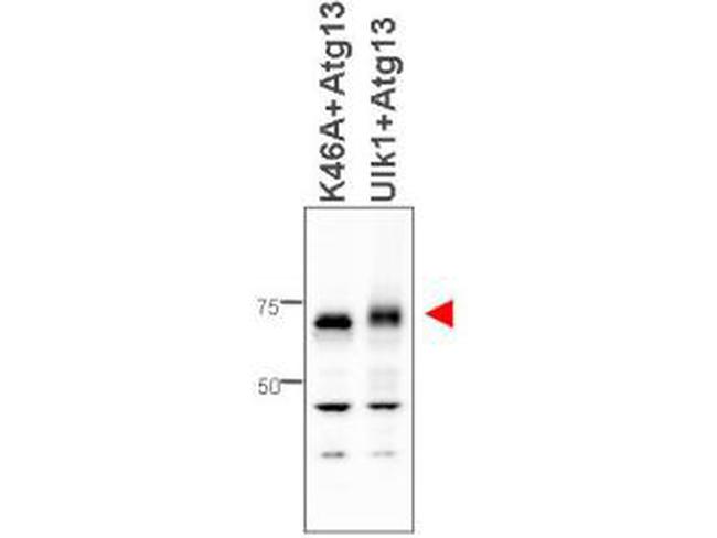 ATG13 Antibody in Western Blot (WB)