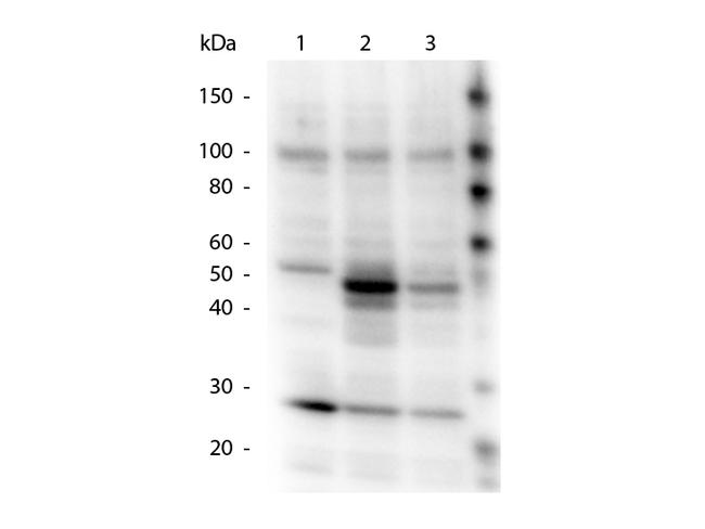 Phospho-HICE1 pS70 (Ser70) Antibody in Western Blot (WB)