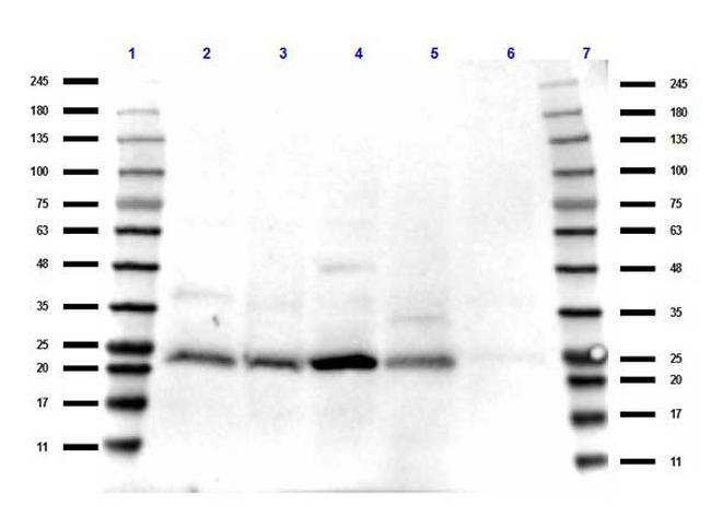 TAF10 Antibody in Western Blot (WB)