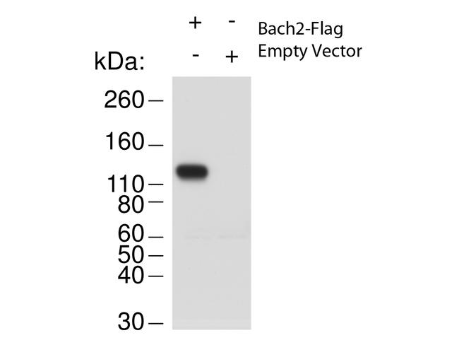 Bach2 Antibody in Western Blot (WB)