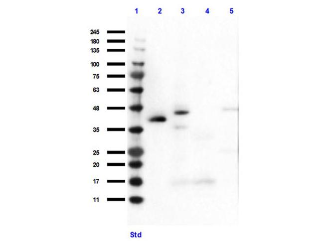 HEY1 Antibody in Western Blot (WB)