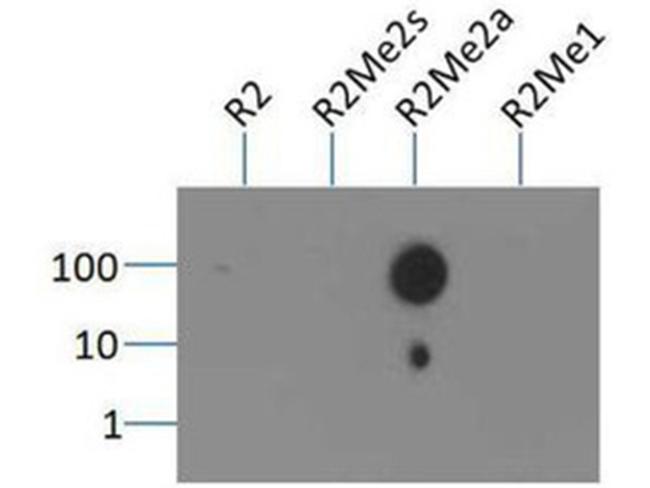 H3R3me2a Antibody in Dot Blot (DB)