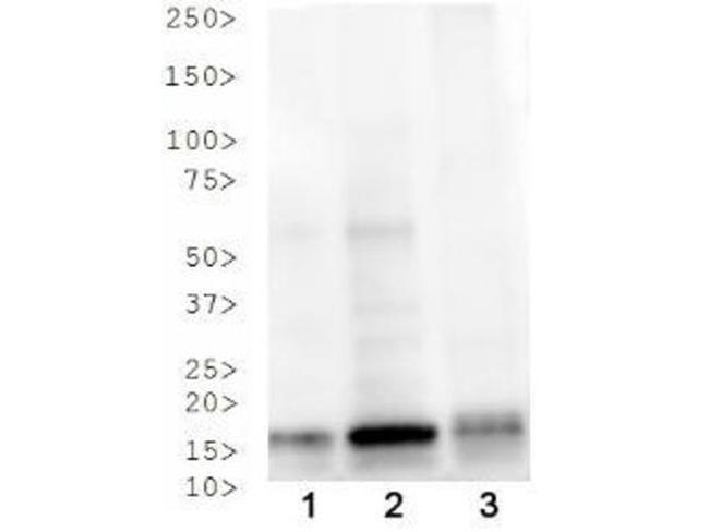 H3K4acT3ph Antibody in Western Blot (WB)