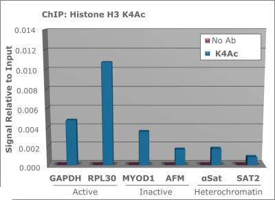 H3K4ac Antibody in ChIP Assay (ChIP)