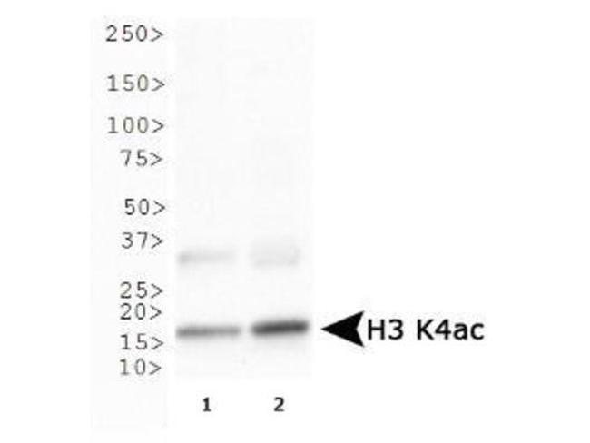 H3K4ac Antibody in Western Blot (WB)