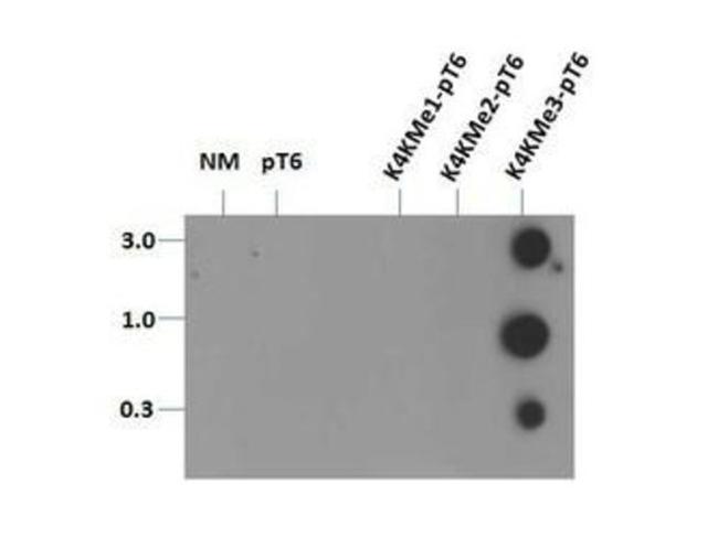 H3K4me3T6ph Antibody in Dot Blot (DB)