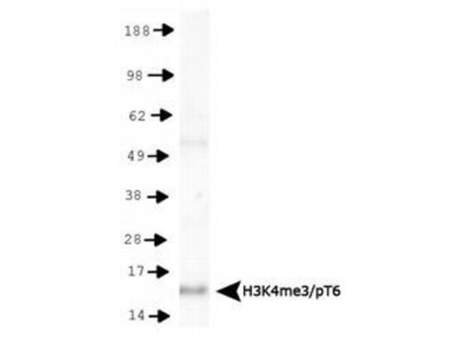 H3K4me3T6ph Antibody in Western Blot (WB)