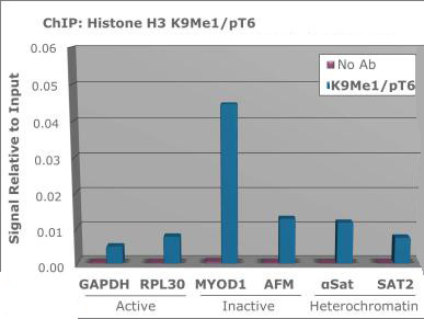 H3K9me1T6ph Antibody in ChIP Assay (ChIP)