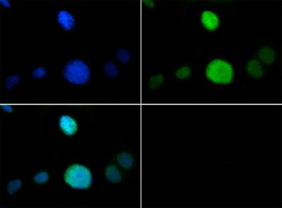 H3K9me1T6ph Antibody in Immunocytochemistry (ICC/IF)