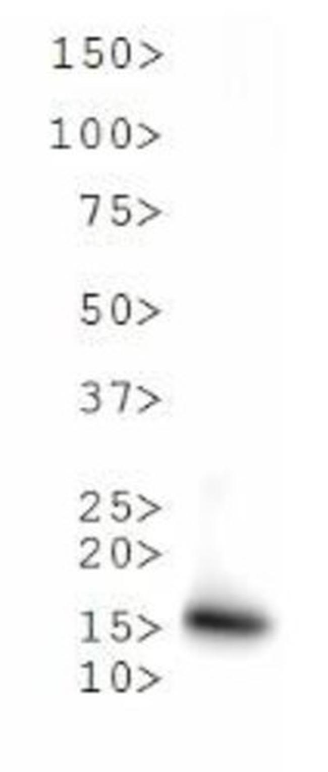 H3K9me1T6ph Antibody in Western Blot (WB)