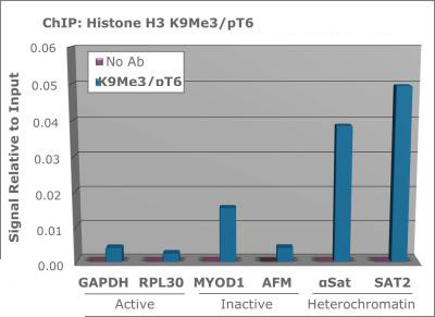 H3K9me3T6ph Antibody in ChIP Assay (ChIP)