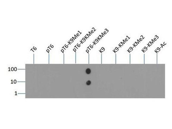 H3K9me3T6ph Antibody in Dot Blot (DB)