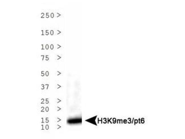 H3K9me3T6ph Antibody in Western Blot (WB)