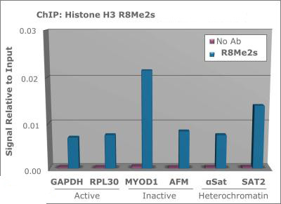 H3R8me2s Antibody in ChIP Assay (ChIP)