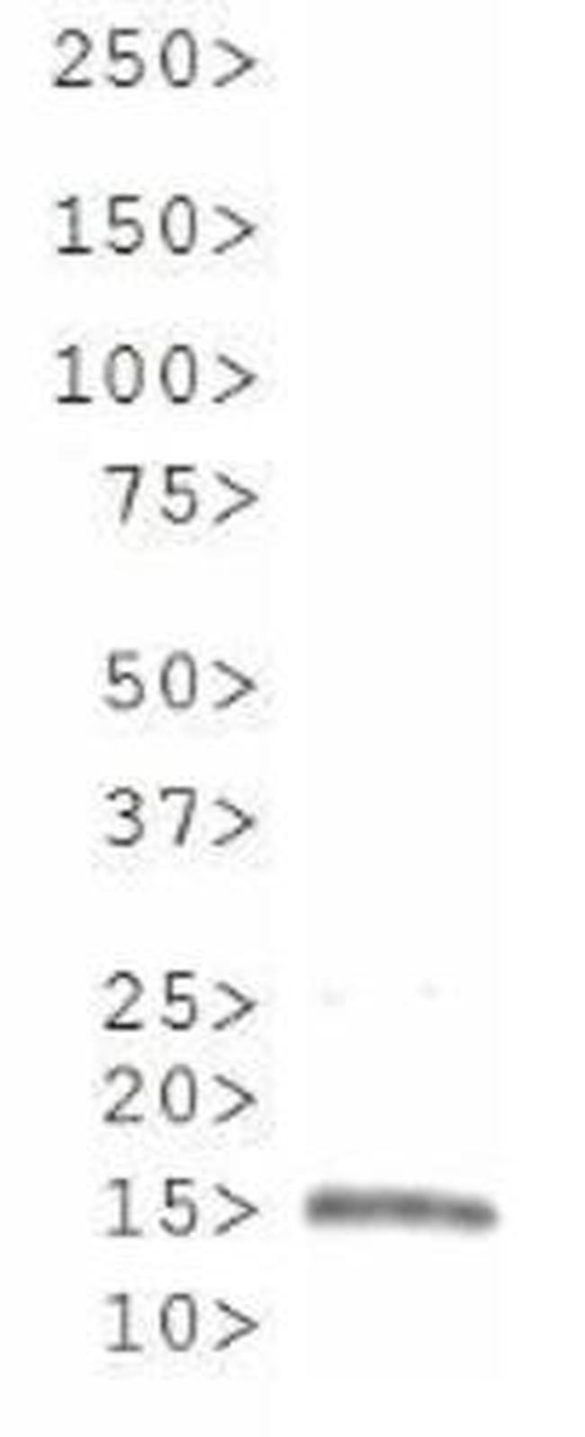 H3R8me2s Antibody in Western Blot (WB)